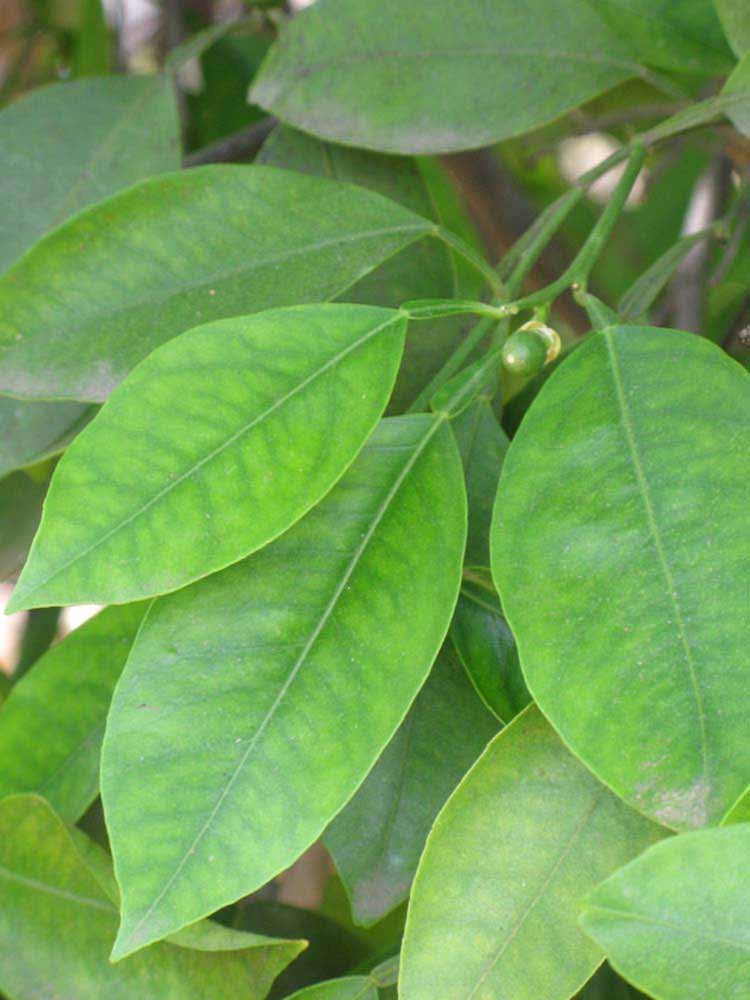              Shade leaves (Riverside, CA)       